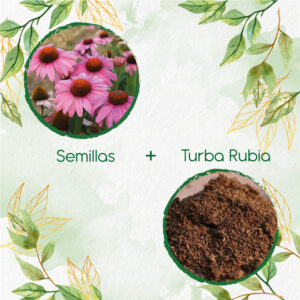Kits De Siembra Para Equinácea Púrpura