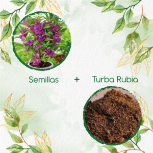 Kits De Siembra Para Flor De Bálsamo