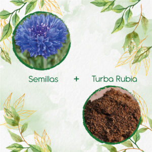 Kits De Siembra Para Botones De Soltero Azules