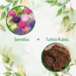 Kits De Siembra Para Aster Crego Gigante