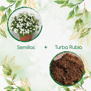 Kits De Siembra Para Arabis