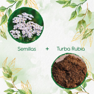 Kits De Siembra Para Achillea Milenrama Blanca