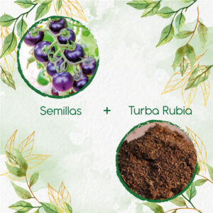 Kits De Siembra Para Tomate Cherry Morado