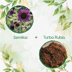 Kits De Siembra Para Girasol Morado y Otros Mix