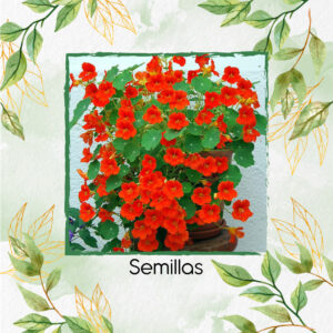 Semillas Orgánicas De Flor Capuchina Enana