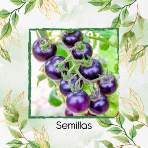 Semillas Orgánicas De Tomate Cherry Morado