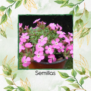 Semillas Orgánicas De Flor Saponaria