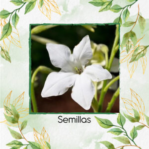 Semillas Orgánicas De Flor Tabaco De Jazmín Blanco