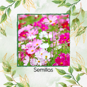 Semillas Orgánicas De Flor Cosmos Sensación