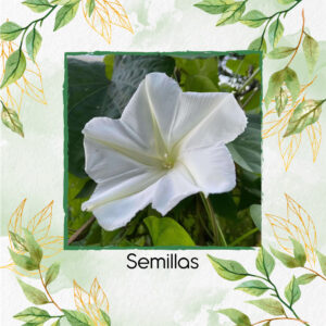 Semillas Orgánicas De Flor De Luna