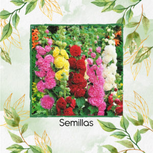 Semillas Orgánicas De Flor Malvarrosa Carnaval De Verano