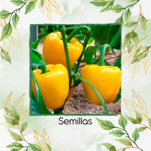 Semillas Orgánicas De Pimentón Dorado