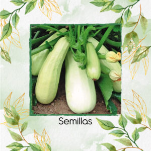 Semillas Orgánicas De Zucchini Blanco
