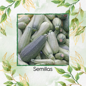 Semillas Orgánicas De Zucchini Italiano Gris