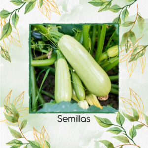 Semillas Orgánicas De Zucchini Verde Manzano
