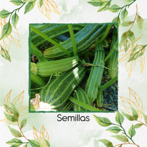 Semillas Orgánicas De Zucchini Romanesco