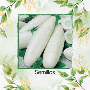 Semillas Orgánicas De Pepino Wonder Blanco