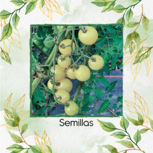 Semillas Orgánicas De Tomate Cherry Blanco