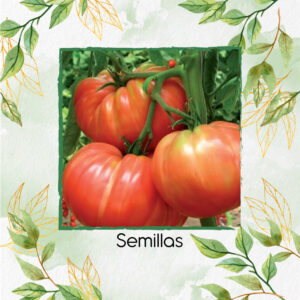 Semillas Orgánicas De Tomate Belga Rosado