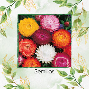 Semillas Orgánicas De Flor de Paja Doble Alta