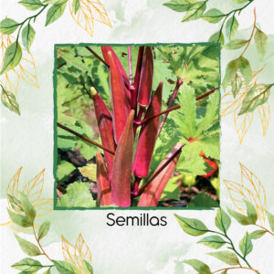 Semillas Orgánicas De Okra Roja