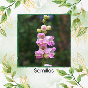 Semillas Orgánicas De Flor Penstemon Palmers