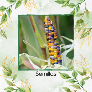 Semillas Orgánicas De Maíz De Colores Carousel