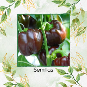 Semillas Orgánicas De Pimentón Cherry Chocolate