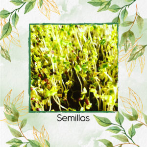 Semillas De Nabo Blanco Para Germinados