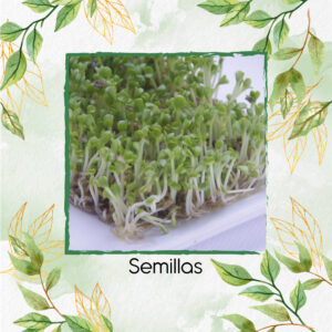 Semillas De Rúcula Para Germinados
