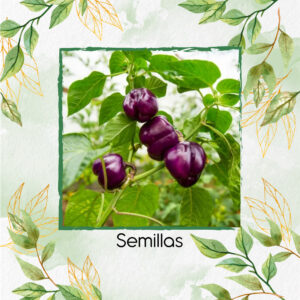 Semillas Orgánicas De Pimentón Cherry Morado