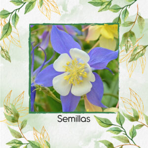 Semillas Orgánicas De Flor Aquilegia Gigante Celeste