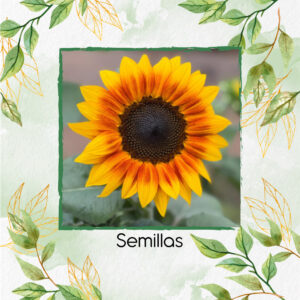 Semillas Orgánicas De Flor Girasol Sol Rojo