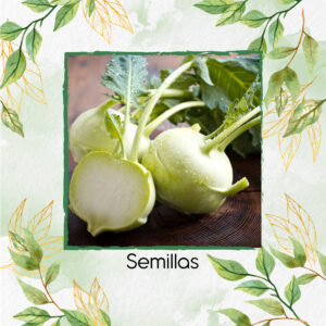 Semillas Orgánicas De Colinabo Blanco De Viena