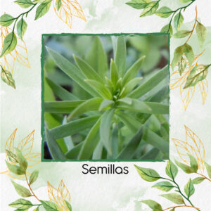 Semillas Orgánicas De Estragón Frances