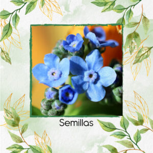 Semillas Orgánicas De Flor No Me Olvides Amabile