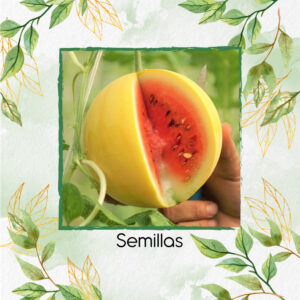 Semillas Orgánicas De Fruta Sandía Baby Dorada