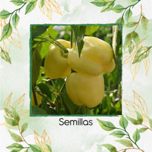 Semillas Orgánicas De Pimentón Crema