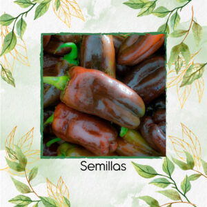 Semillas Orgánicas De Pimentón Chocolate