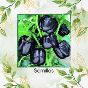 Semillas Orgánicas De Pimentón Negro