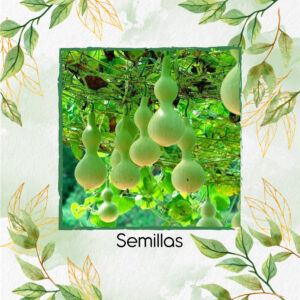 Semillas Orgánicas De Calabaza Botella