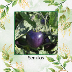 Semillas Orgánicas De Tomate Morado