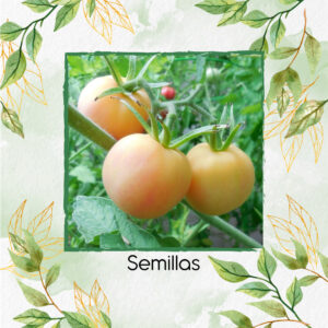 Semillas Orgánicas De Tomate Melocotón