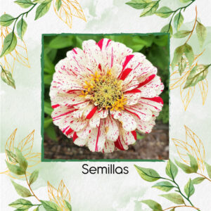 Semillas Orgánicas De Flor Zinnia Menta Doble
