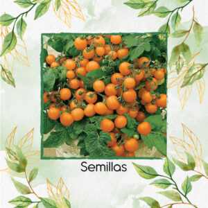 Semillas Orgánicas De Tomate Cherry Naranja