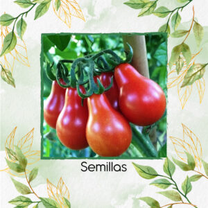 Semillas Orgánicas De Tomate Cherry Pera Rojo