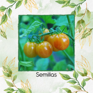 Semillas Orgánicas De Tomate Cherry Bicolor
