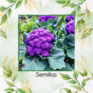 Semillas Orgánicas De Coliflor De Sicilia Purpura