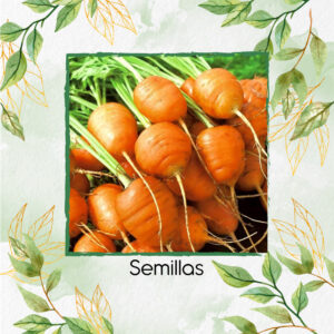 Semillas Orgánicas De Zanahoria Pulgarcita