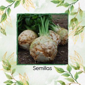 Semillas Orgánicas De Apio Nabo Gigante De Praga